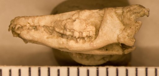 Oligoryctes altitalonidus Clark, 1937