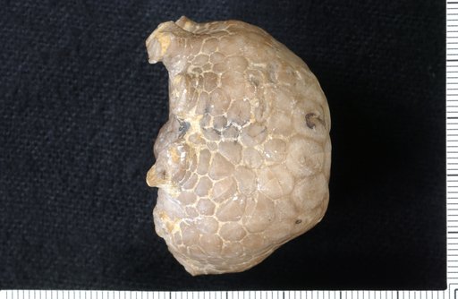 Megistocrinus nobilis Wachsmuth & Springer
