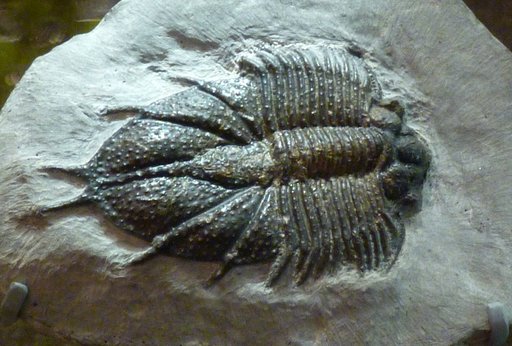 Acanthopyge sp