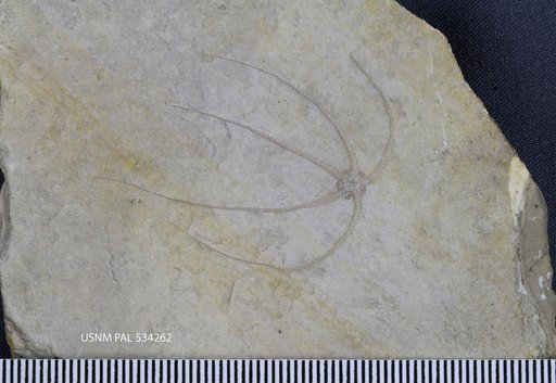 Ophiolepis sp indet.