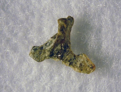 Presbyornis sp