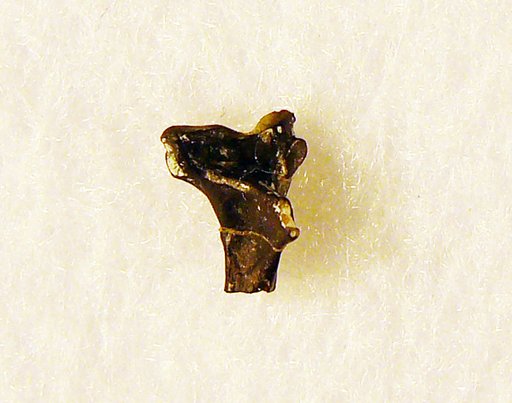 Presbyornis sp