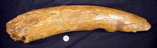 Cuvieronius sp