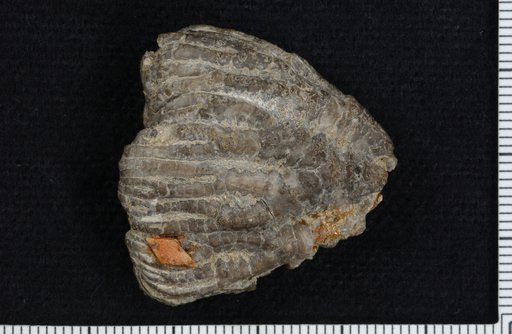 Clidochirus keyserensis Springer