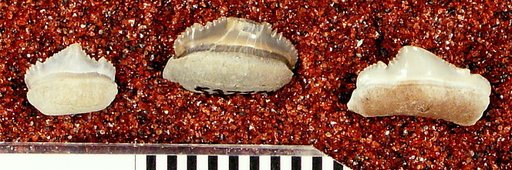 Carcharocles megalodon