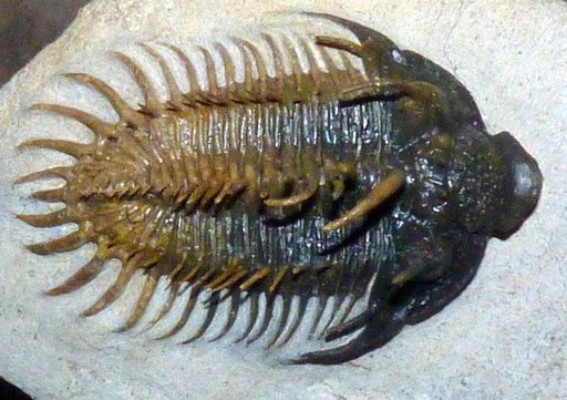 Comura (Philonyx) sp