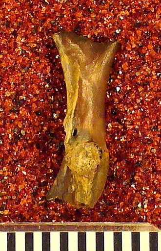 Genus sp