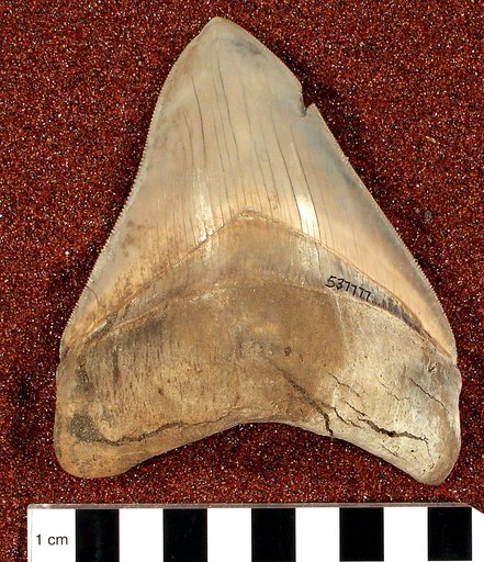 Carcharocles megalodon