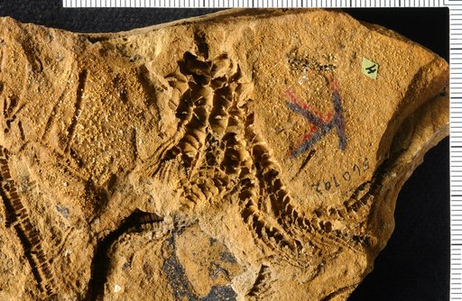 Isocrinus nehalemensis Moore & Vokes