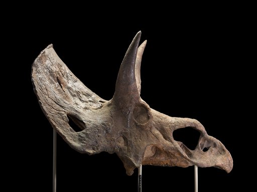 Nedoceratops hatcheri (Lull, 1905)
