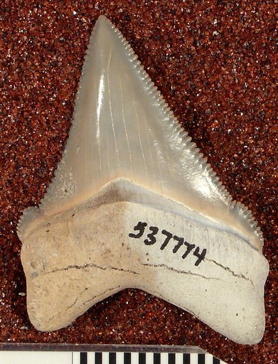 Carcharocles megalodon