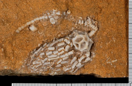 Cyathocrinites deroseri Kammer & Gahn, 2003