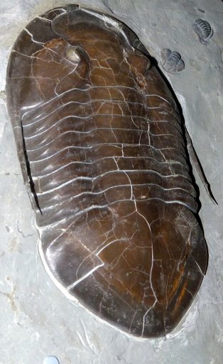 Isotelus maximus Locke, 1838