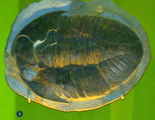 Asaphellus sp