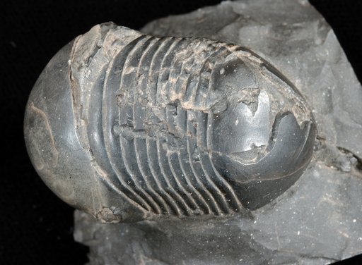 Bumastus trentonensis (Emmons, 1842)