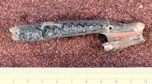 Lambdotherium popoagicum Cope