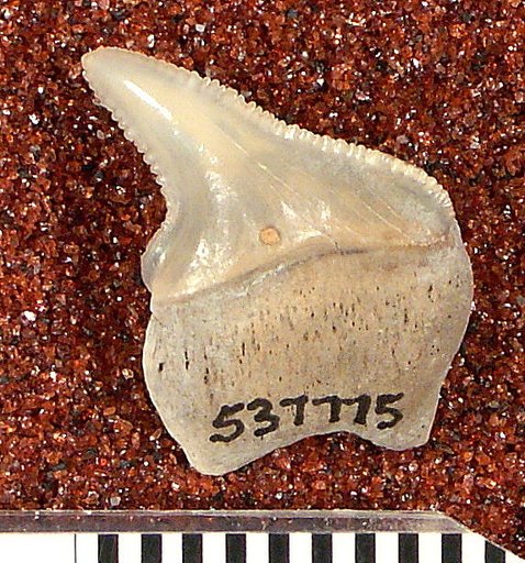 Carcharocles megalodon