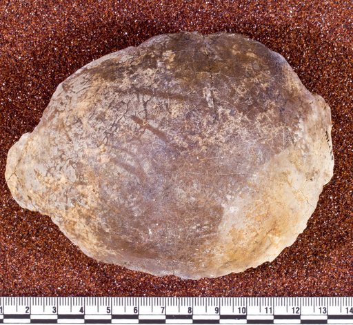 Sphaerotholus buchholtzae Williamson & Carr, 2003