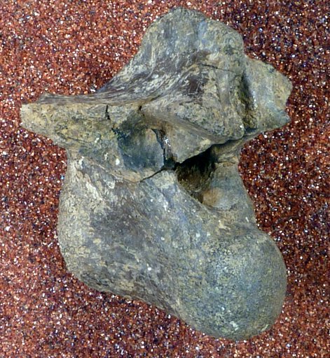 Genus sp