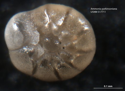 Ammonia parkinsoniana (d'Orbigny, 1839)