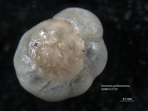 Ammonia parkinsoniana (d'Orbigny, 1839)