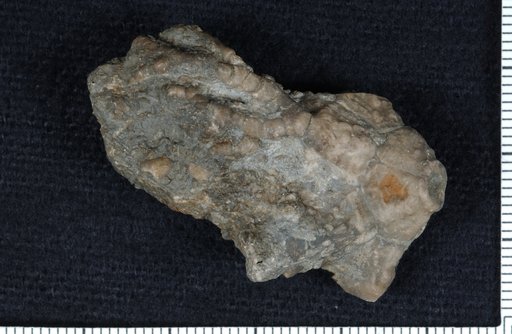 Dichocrinus polydactylus Lyon & Casseday