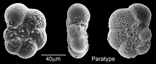 Dipsidripella liqianyui Huber & Pearson, 2006