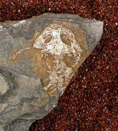 Branchiosaurus gracilis Credner