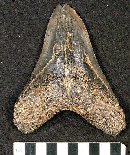 Carcharocles megalodon