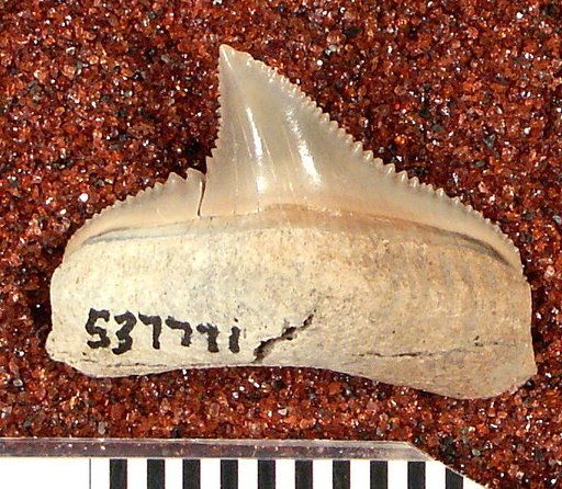 Carcharocles megalodon