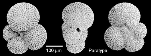 Globorotaloides quadrocameratus Olsson et al., 2006