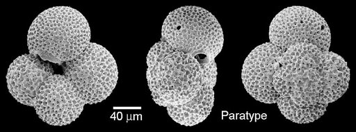 Globoturborotalita bassriverensis Olsson & Hemleben, 2006