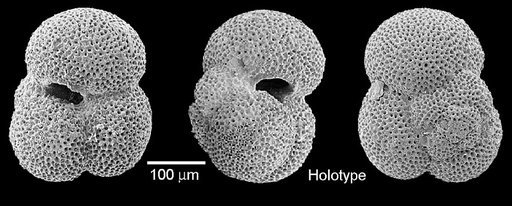 Subbotina roesnaesensis Olsson & Berggren, 2006