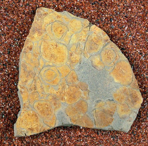 Erythrinolepis mowriensis Cockerell