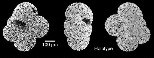 Turborotalita praequinqueloba Hemleben & Olsson, 2006