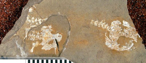 Branchiosaurus gracilis Credner