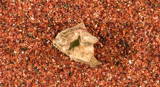 Spilogale pedroensis Gazin