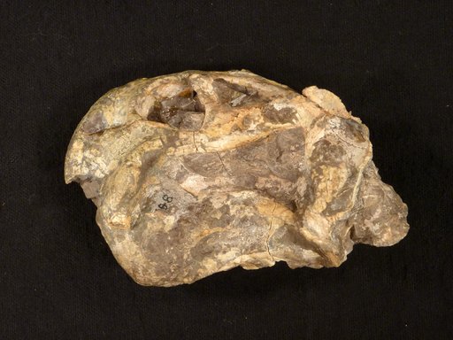 Diictodon feliceps Owen, 1876