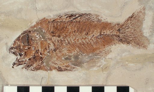 Genus sp
