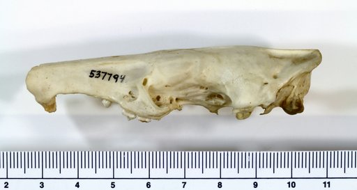 Solenodon paradoxus Brandt