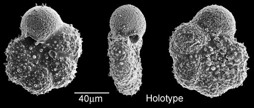 Dipsidripella liqianyui Huber & Pearson, 2006