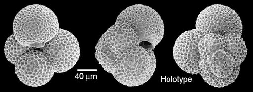 Globoturborotalita bassriverensis Olsson & Hemleben, 2006