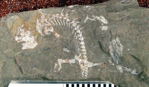 Branchiosaurus gracilis Credner