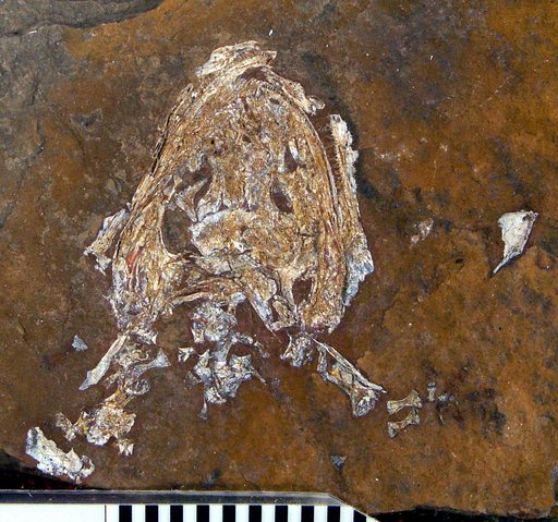 Onchiodon labyrinthicus Geinitz, 1861