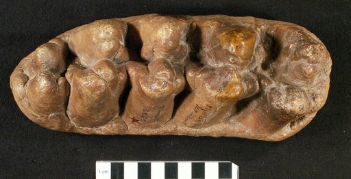 Mastodon floridanus Leidy, 1886