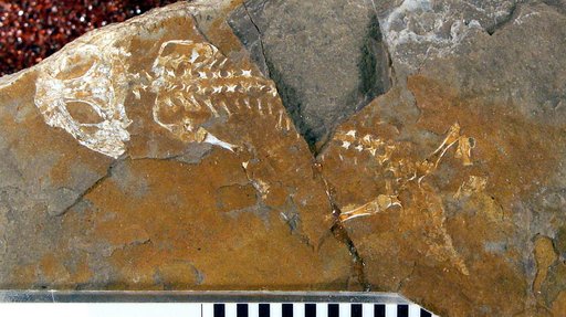 Branchiosaurus gracilis Credner