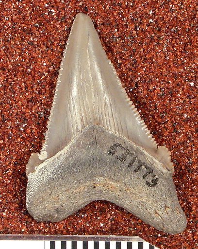 Carcharocles megalodon