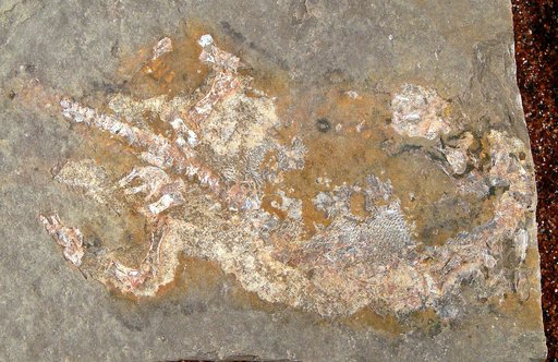 Branchierpeton amblystomum (Credner)