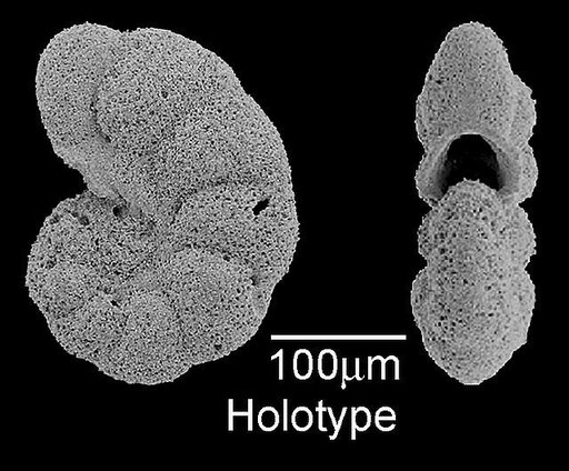 Planoglobanomalina pseudoalgeriana Olsson & Hemleben, 2006