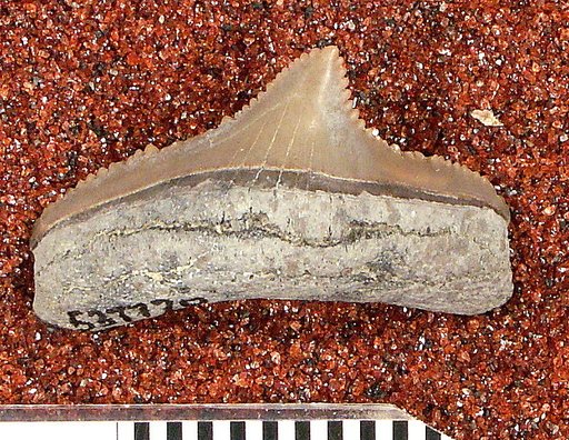 Carcharocles megalodon